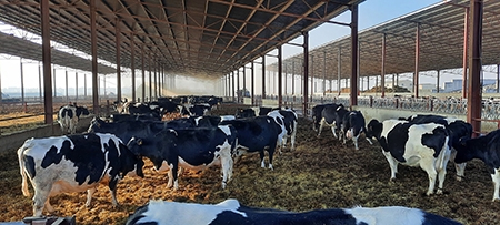 La primera productora de biometano de origen ganadero en España inyectará 115 GWh a la red de gas